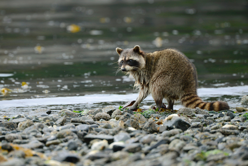 Raccoon foraging on red rock crabs in the Gulf Islands of British Columbia. All native large carnivores have been extirpated from these islands, freeing raccoons to strongly impact their terrestrial and marine prey. Credit: Shanna Baker, Hakai Magazine.